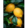 Eetbare tuin-edible garden Citrus limonum "Meyer" - Citron Meyer