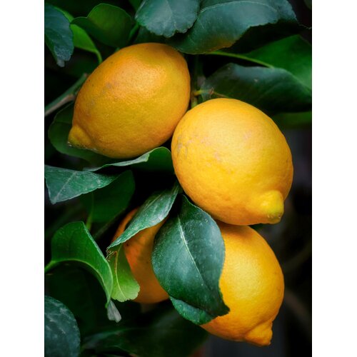 Eetbare tuin-edible garden Citrus limonum "Meyer" -  Citron Meyer