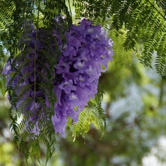 Bloemen-flowers Jacaranda mimosifolia "Bonsai Blue" - Blue jacaranda "Bonsai Blue"