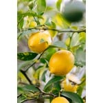Eetbare tuin-edible garden Citrus sfusato Amalfitano - Amalfi Citroen