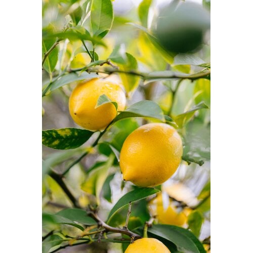Eetbare tuin-edible garden Citrus sfusato Amalfitano - Amalfi Citroen