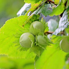 Eetbare tuin-edible garden Corylus avellana Nicciolo - hazelnoot - hazelaar