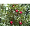 Bloemen-flowers Ruscus aculeatus - Muizedoorn