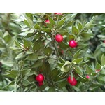 Bloemen-flowers Ruscus aculeatus - Muizedoorn