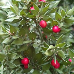 Bloemen-flowers Ruscus aculeatus - Muizedoorn