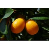 Eetbare tuin-edible garden Citrus Kucle