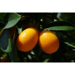 Eetbare tuin-edible garden Citrus Kucle