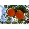 Eetbare tuin-edible garden Citrus Arancio Rosso - Bloedsinaasappel