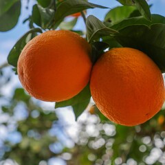 Eetbare tuin-edible garden Citrus Arancio Rosso - Blood Orange