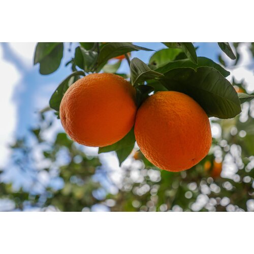 Eetbare tuin-edible garden Citrus Arancio Rosso - Bloedsinaasappel