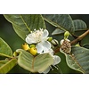 Eetbare tuin-edible garden Psidium littorale Golden - Gele guave