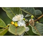 Eetbare tuin-edible garden Psidium littorale Golden - Gele guave