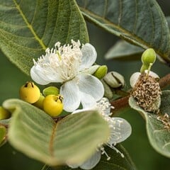 Eetbare tuin-edible garden Psidium littorale Golden - Yellow guave