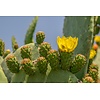 Woestijn-desert Opuntia humifusa - Winterharde cactus