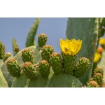 Woestijn-desert Opuntia humifusa - Winterharde cactus