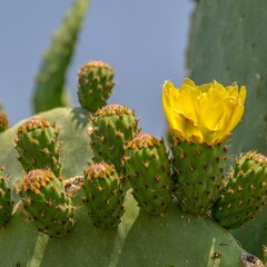 Woestijn-desert Opuntia humifusa - Winterharde cactus
