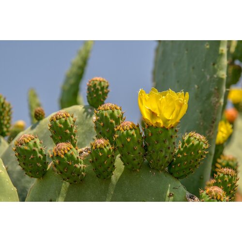 Woestijn-desert Opuntia humifusa - Winterharde cactus