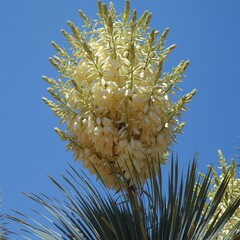 Woestijn-desert Yucca gloriosa