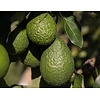 Eetbare tuin-edible garden Persea americana - Avocado plant