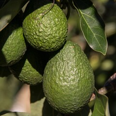 Eetbare tuin-edible garden Persea americana - Avocado plant