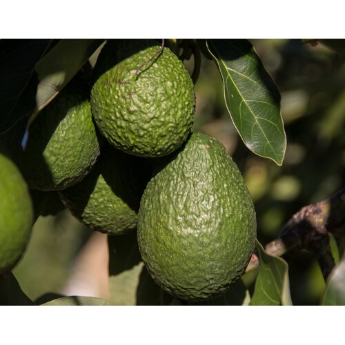 Eetbare tuin-edible garden Persea americana - Avocado plant