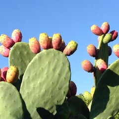 Woestijn-desert Opuntia ficus indica - Prickly pear cactus