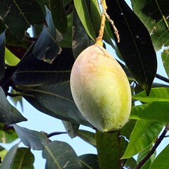 Eetbare tuin-edible garden Mangifera indica - Mango