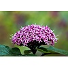 Bloemen-flowers Clerodendrum bungei - Pindakaasplant