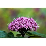 Bloemen-flowers Clerodendrum bungei - Pindakaasplant