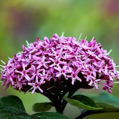Bloemen-flowers Clerodendrum bungei - Pindakaasplant