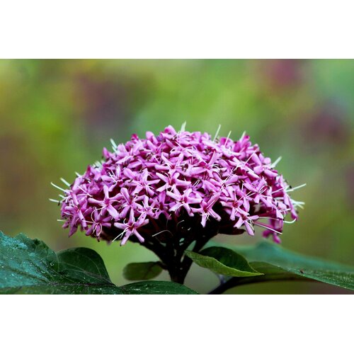 Bloemen-flowers Clerodendrum bungei - Pindakaasplant