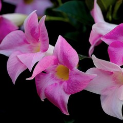 Bloemen-flowers Mandevilla Alice du Pont - Rose mandevilla