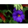 Bloemen-flowers Thunbergia battiscombei