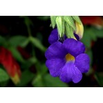 Bloemen-flowers Thunbergia battiscombei