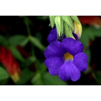 Bloemen-flowers Thunbergia battiscombei