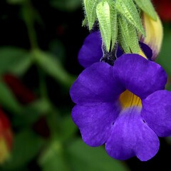 Bloemen-flowers Thunbergia battiscombei