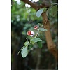 Bloemen-flowers Acca sellowiana - Brazilian guava - Feijoa