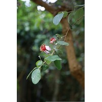 Bloemen-flowers Acca sellowiana - Brazilian guava - Feijoa