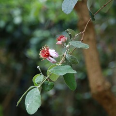 Bloemen-flowers Acca sellowiana - Goyavier du Brésil - Feijoa