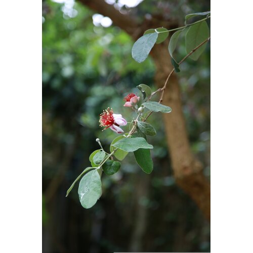 Bloemen-flowers Acca sellowiana - Brazilian guava - Feijoa