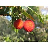 Eetbare tuin-edible garden Arbutus unedo - Aardbeienboom