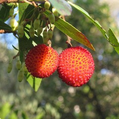 Eetbare tuin-edible garden Arbutus unedo - Strawberry tree