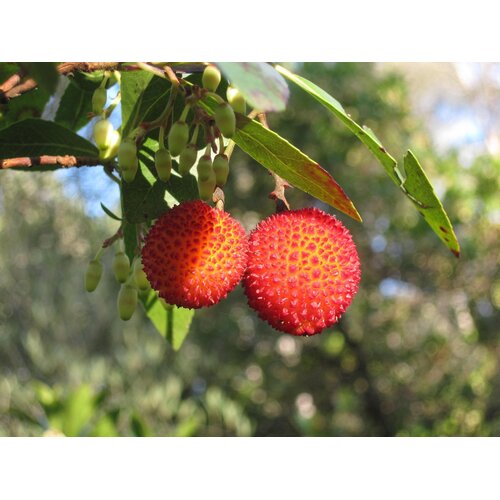 Eetbare tuin-edible garden Arbutus unedo - Aardbeienboom