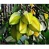 Eetbare tuin-edible garden Averrhoa carambola - Carambole