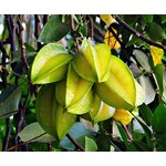 Eetbare tuin-edible garden Averrhoa carambola - Star apple