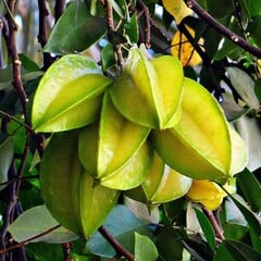 Eetbare tuin-edible garden Averrhoa carambola - Sterappel