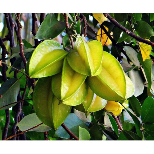 Eetbare tuin-edible garden Averrhoa carambola - Star apple