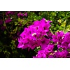Bloemen-flowers Bougainvillea glabra
