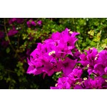 Bloemen-flowers Bougainvillea glabra