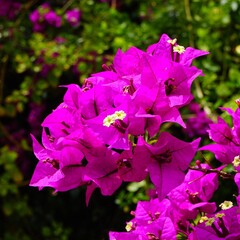 Bloemen-flowers Bougainvillea glabra